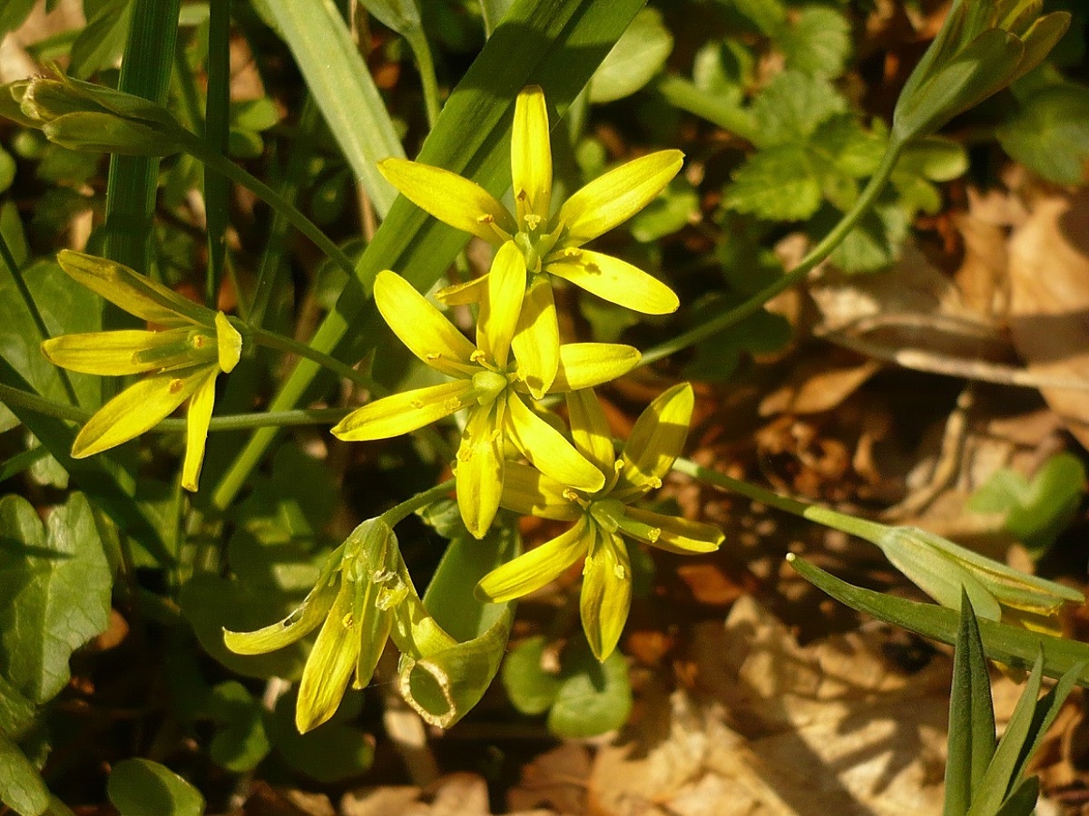 Gagea lutea (Liliaceae)